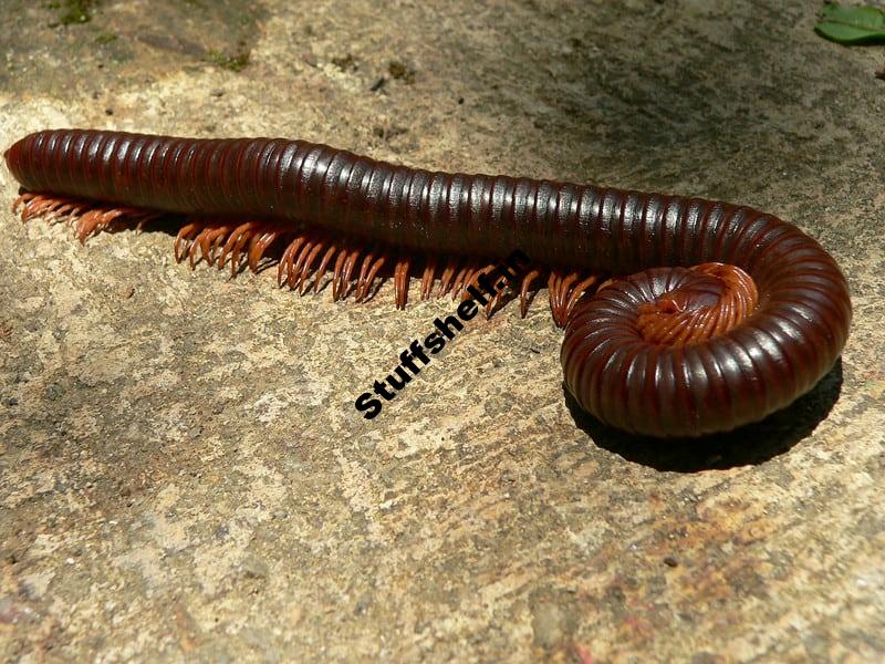 Centipedes and Millipedes in the Garden