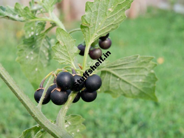 Black Nightshade Organic Weed Control