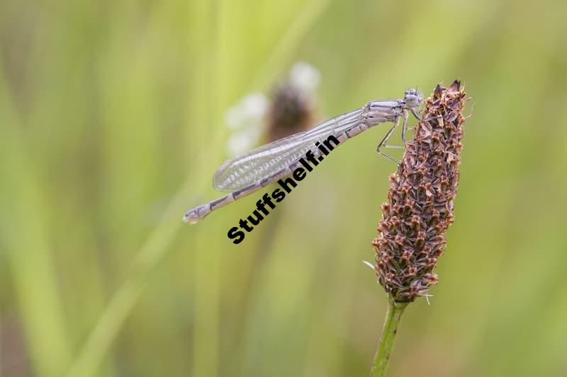 Dragonfly and Damselfly Beneficial Insects