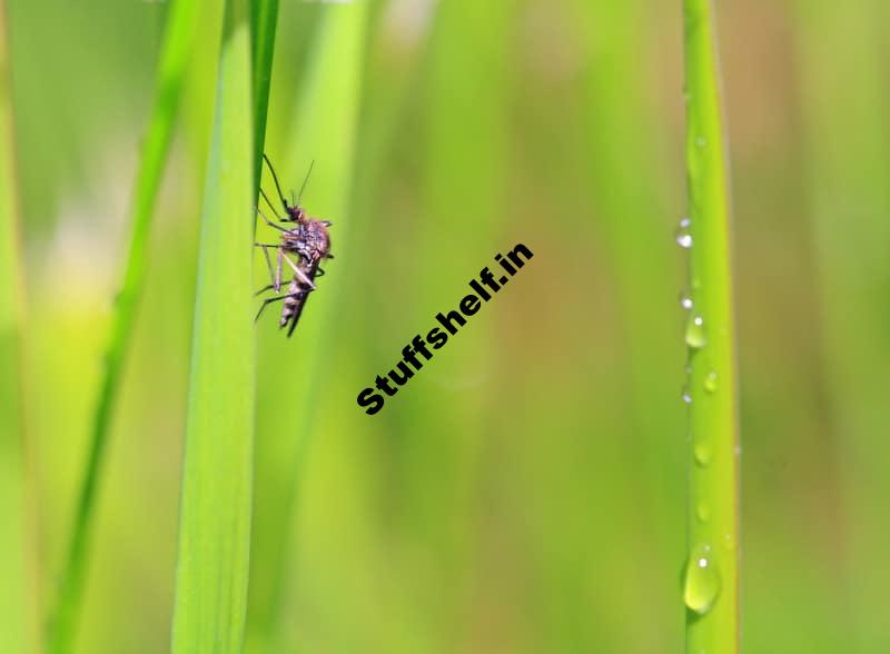 Aphid Midge Beneficial Insect Harvest to Table