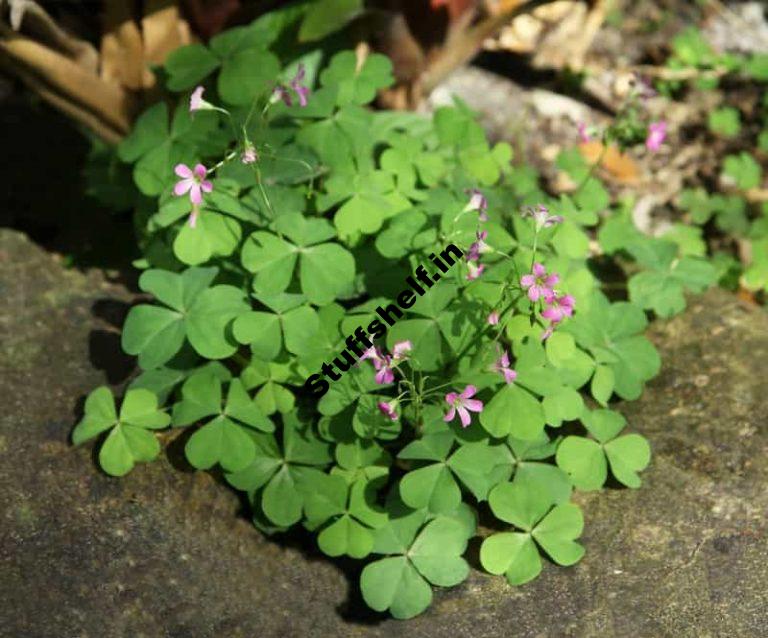 Oxalis Organic Weed Control Harvest to Table