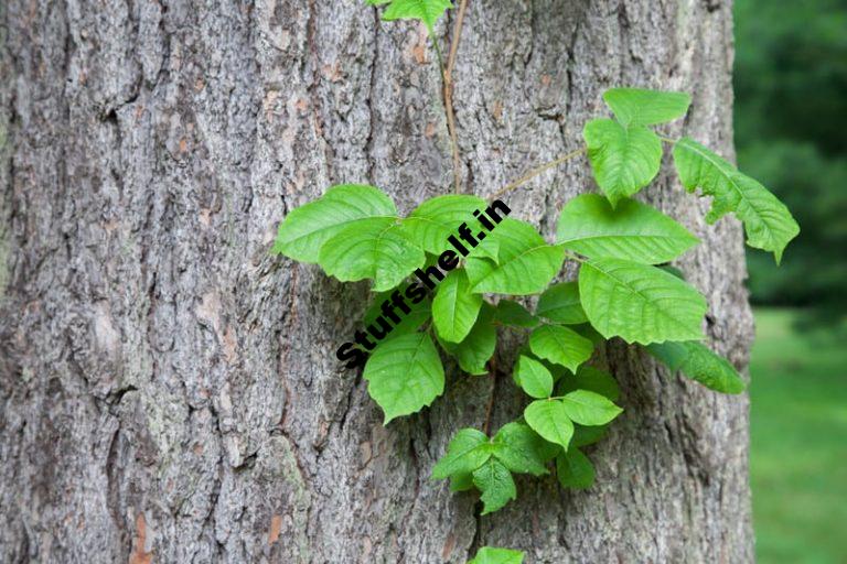 Poison Ivy Organic Weed Control