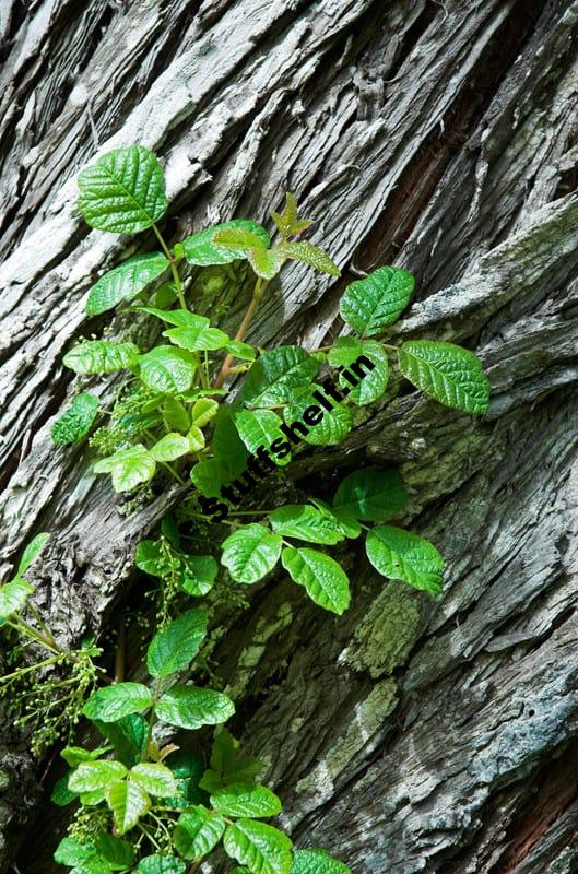 Poison Oak Organic Weed Control