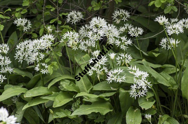 Wild Garlic Organic Weed Control