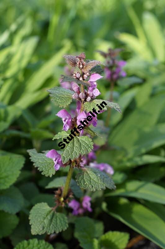 Henbit Organic Weed Control Harvest to Table