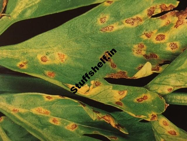 Septoria Leaf Spot Fungus Disease