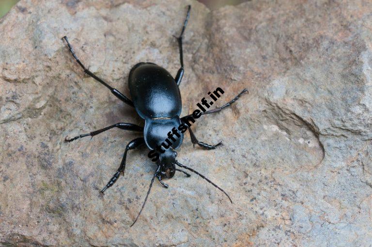 Ground Beetle Beneficial Insect Harvest to Table