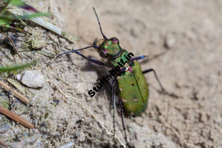 Tiger Beetle Beneficial Insect Harvest to Table