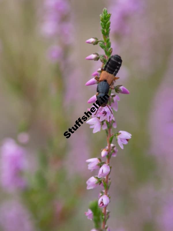 Rove Beetle Beneficial Insect Harvest to Table