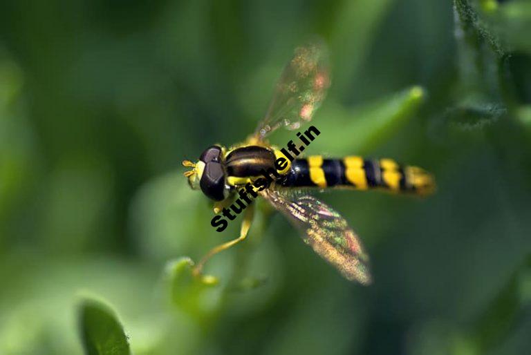 Hover Fly Beneficial Insect Harvest to Table