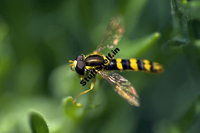 Hover Fly Beneficial Insect – Harvest to Table