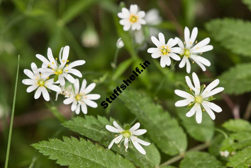 Chickweed Organic Weed Control Harvest to Table