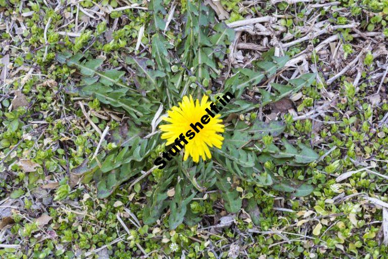 Dandelion Benefits and Organic Control