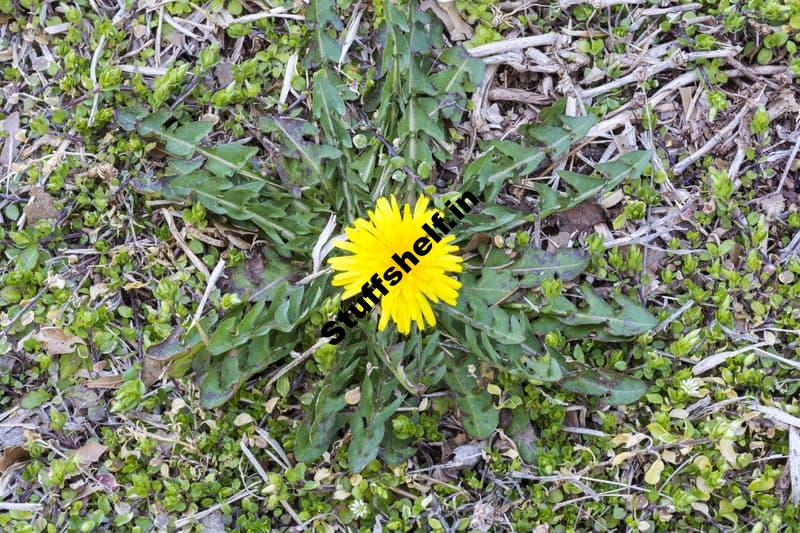 Dandelion Benefits and Organic Control