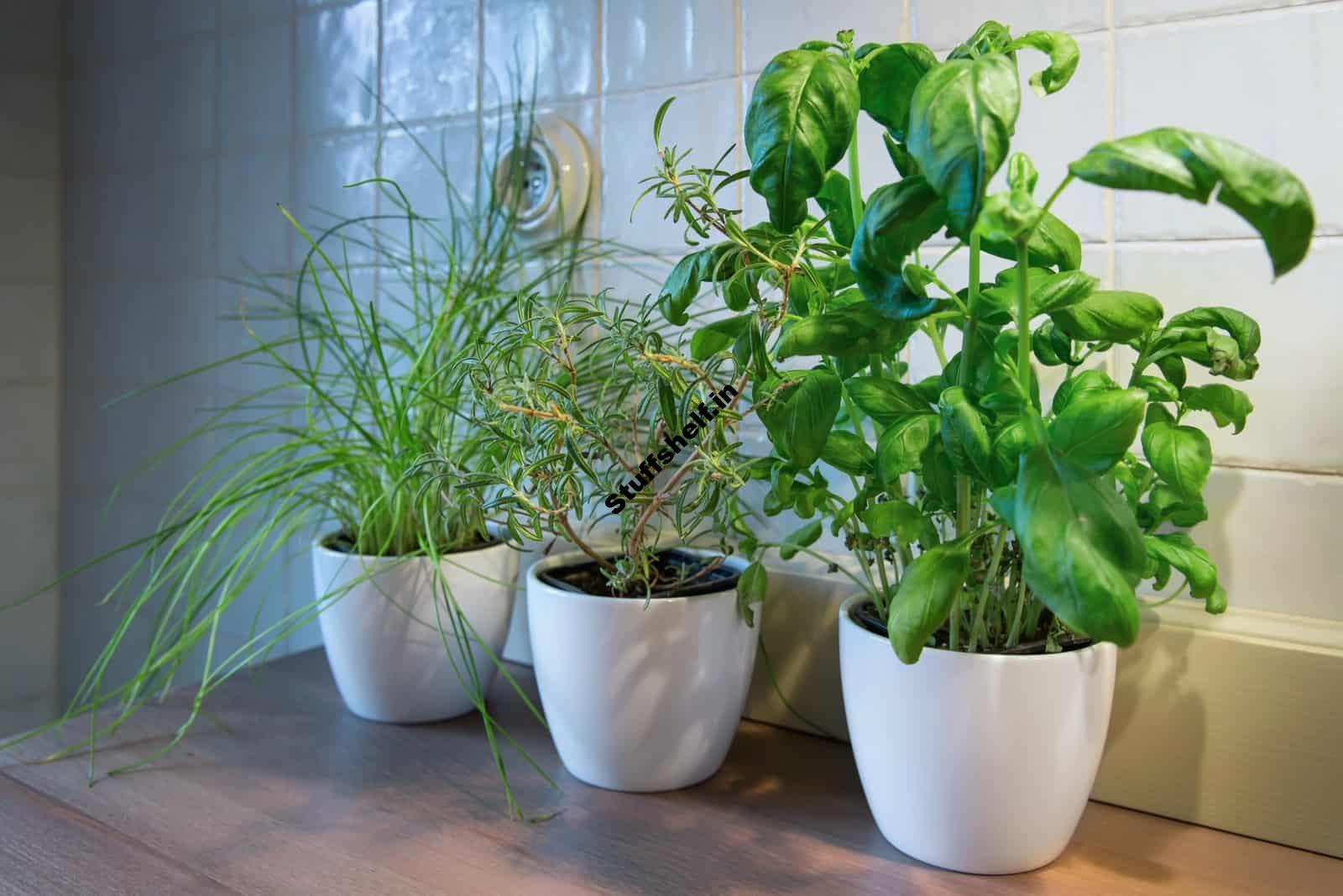 Growing Herbs Indoors