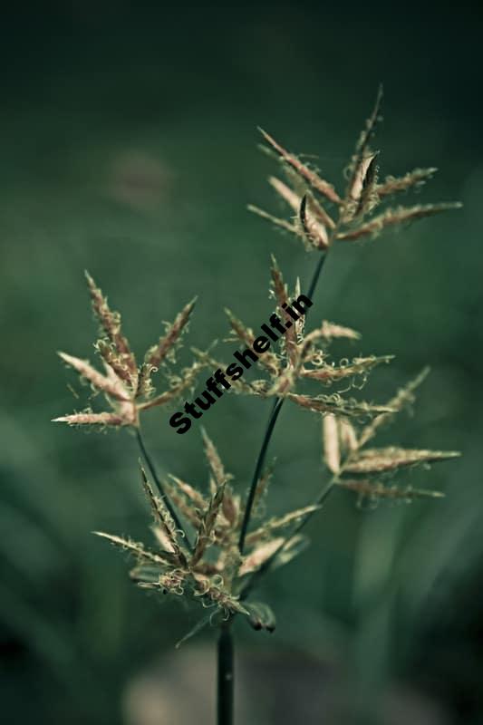 Nutsedge Organic Weed Control Harvest to Table