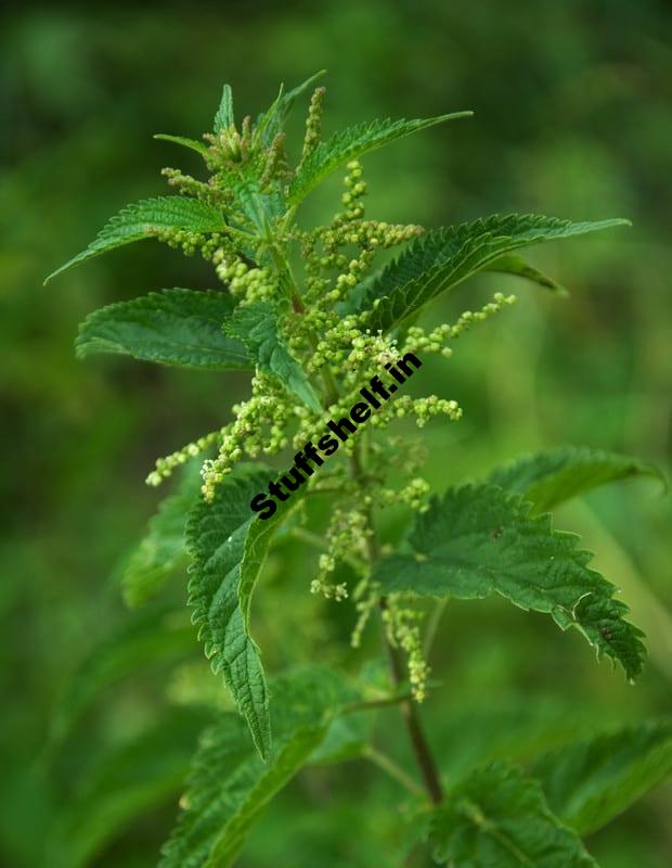 Stinging Nettle Organic Weed Control