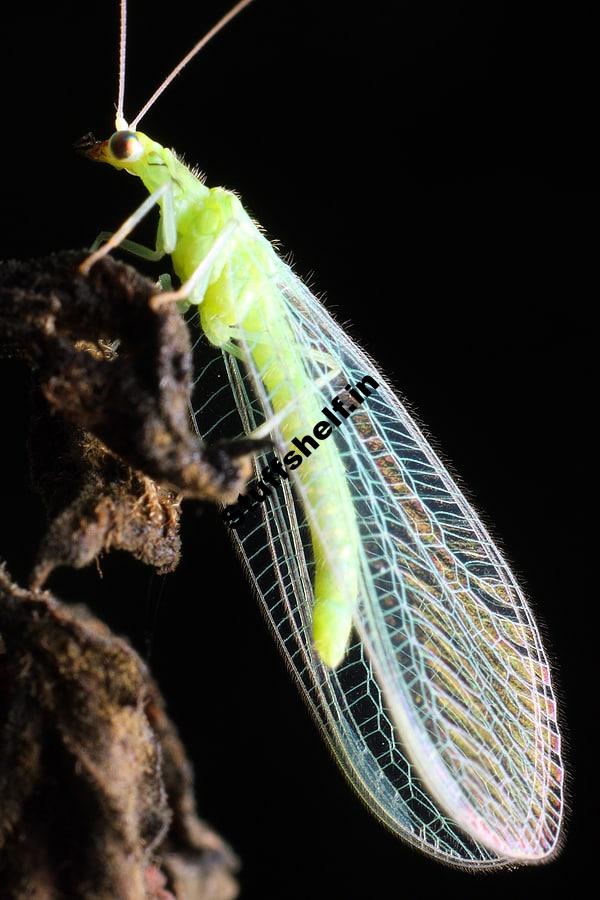 Green Lacewing Beneficial Insects Harvest to Table