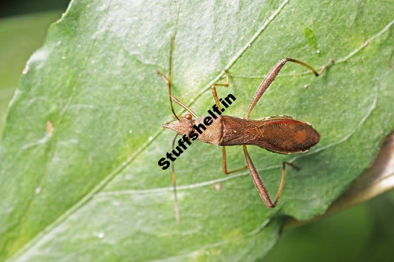 Assassin Bug Beneficial Insect – Harvest to Table