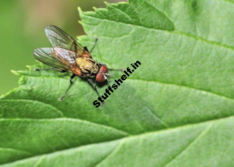 Tachinid Fly Beneficial Insect Harvest to Table