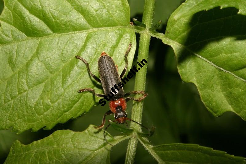 Soldier Beetle Beneficial Insect Harvest to Table