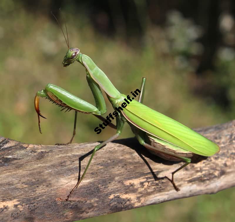 Praying Mantis Beneficial Insect Harvest to Table