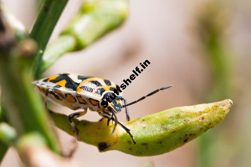 Harlequin Bug Natural Insect Pest Control