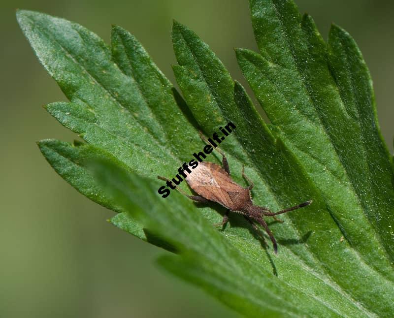 Squash Bug Natural Insect Pest Control