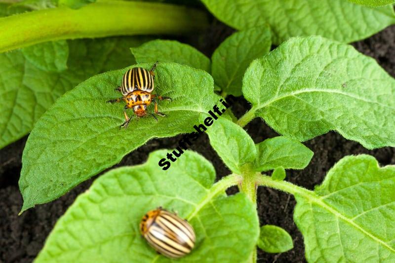 Colorado Potato Beetle Natural Insect Pest Control