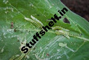 Imported Cabbageworm Natural Insect Pest Control