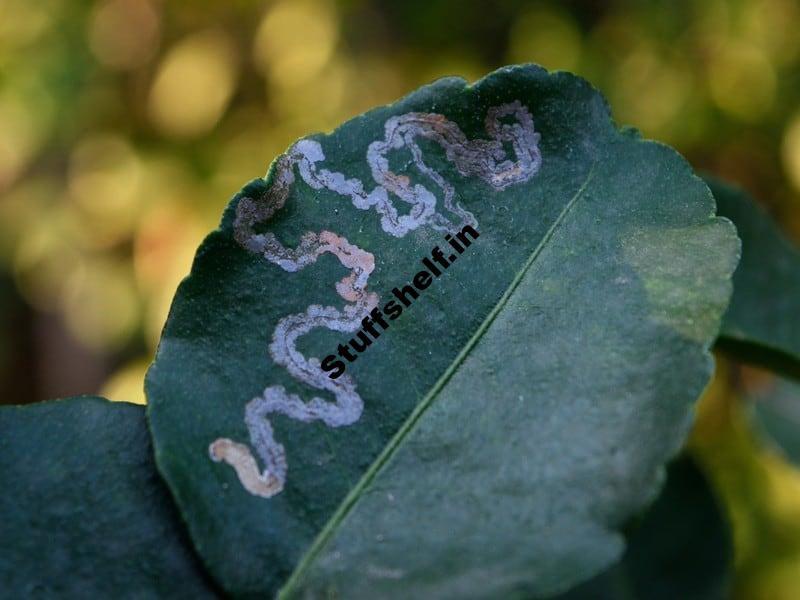 Leafminer Natural Insect Pest Control