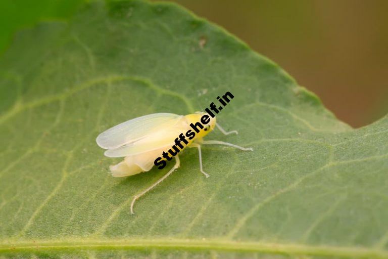 Leafhoppers Natural Insect Pest Control