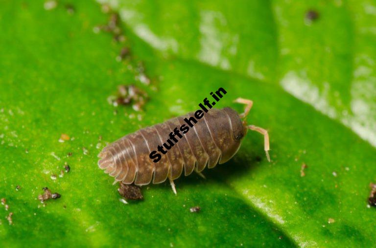 Sowbugs Pillbugs Natural Controls Harvest to Table