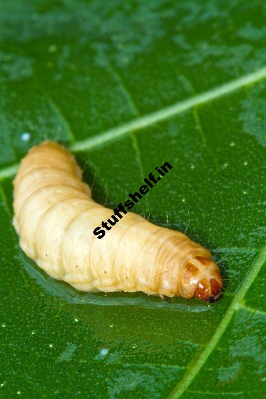 Squash Vine Borer Herbal Insect Pest Regulate