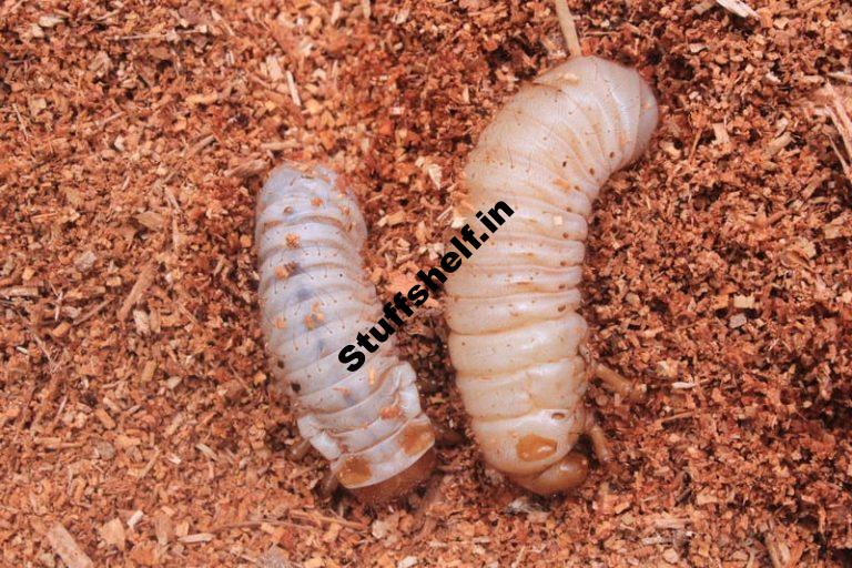 Cutworms Natural Insect Pest Control