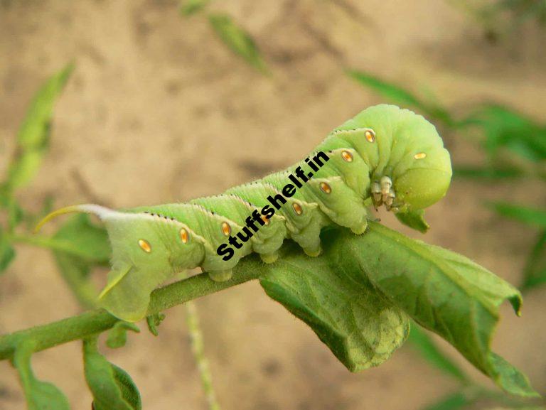 Tomato Hornworms Natural Insect Pest Control