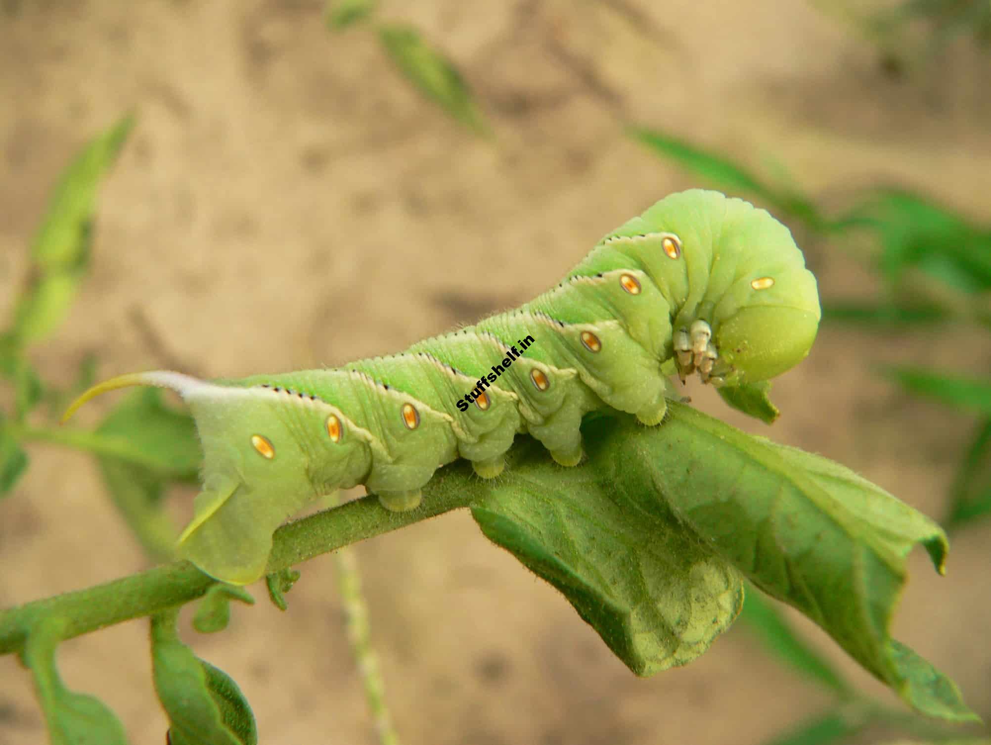 Tomato Hornworms Natural Insect Pest Control