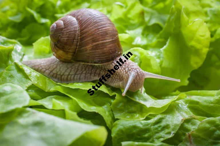 Slugs and Snails Natural Pest Control