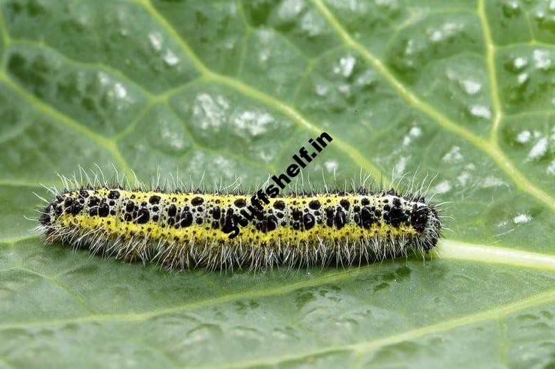 Cabbage Loopers Natural Insect Pest Control