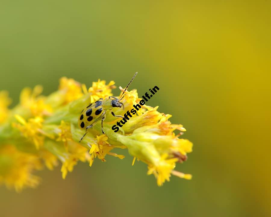 Cucumber Beetle Natural Insect Pest Control