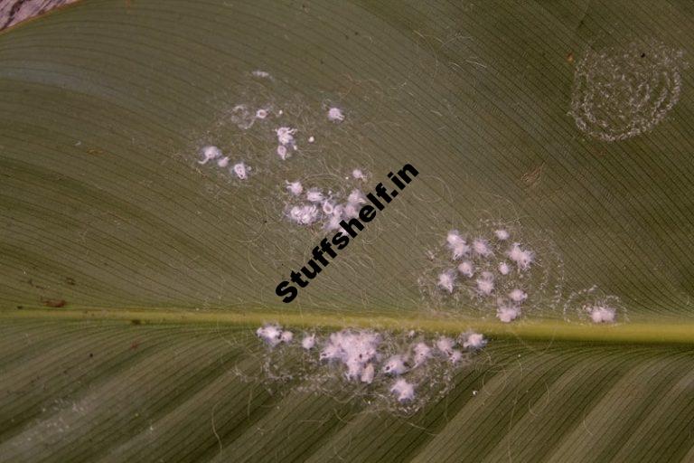 Mealybugs Natural Insect Pest Control