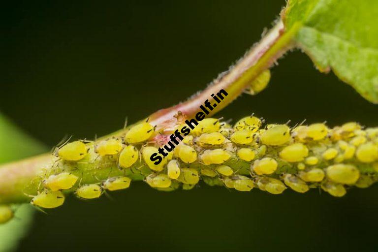 Aphids Natural Insect Pest Control