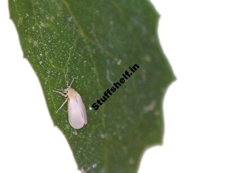 Whiteflies Natural Insect Pest Control