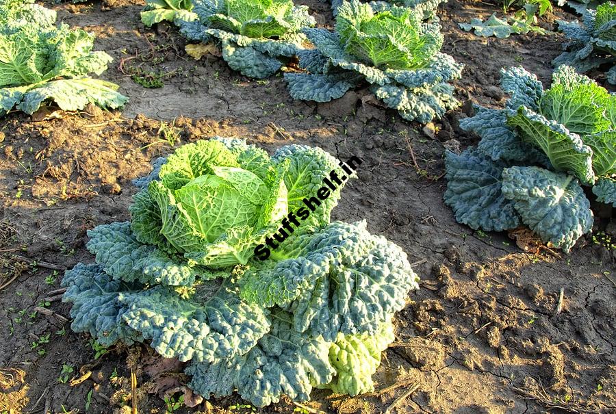 How Harvest and Store Kale