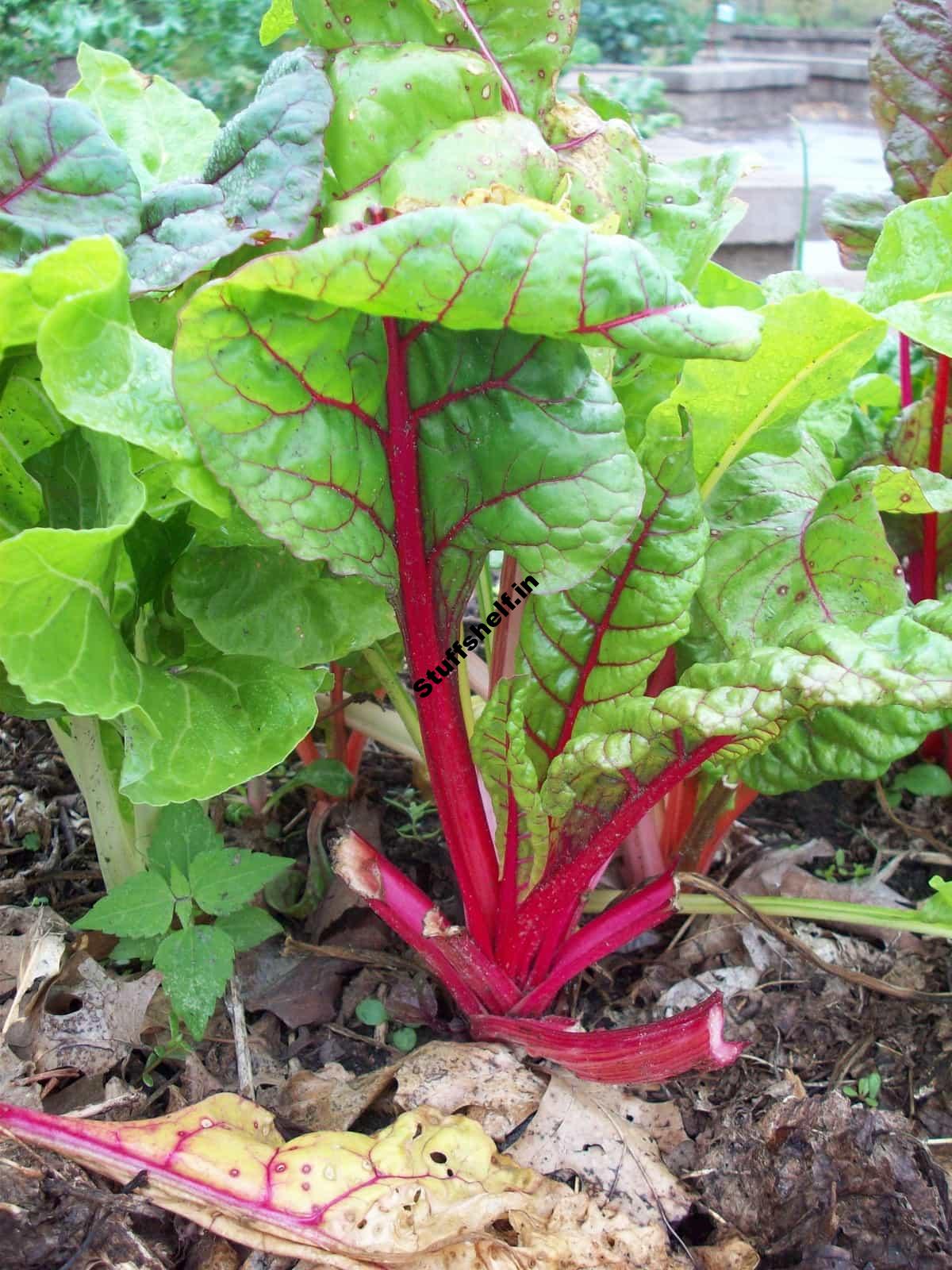 How to Harvest and Store Chard