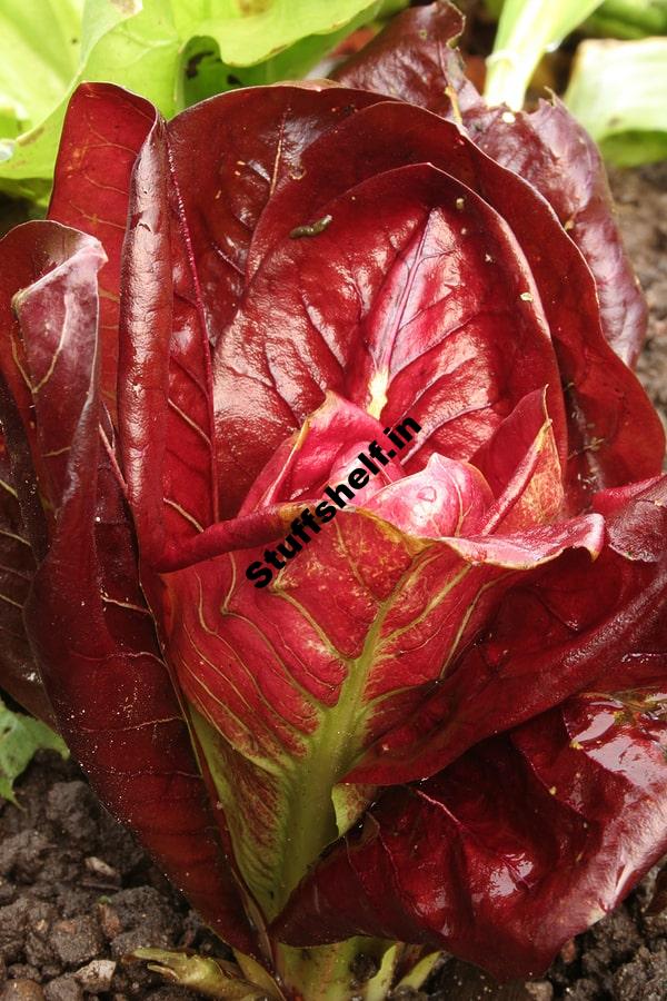 How to Harvest and Store Radicchio