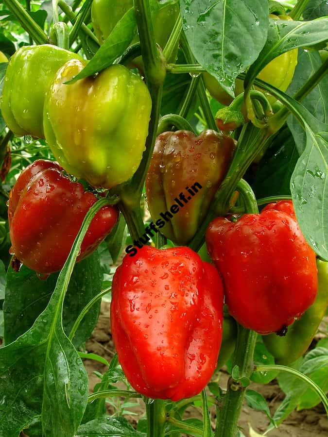 How to Harvest and Store Peppers