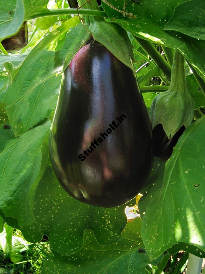 When and How to Harvest Eggplants