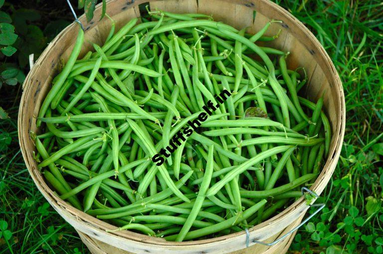 How to Harvest and Store Beans