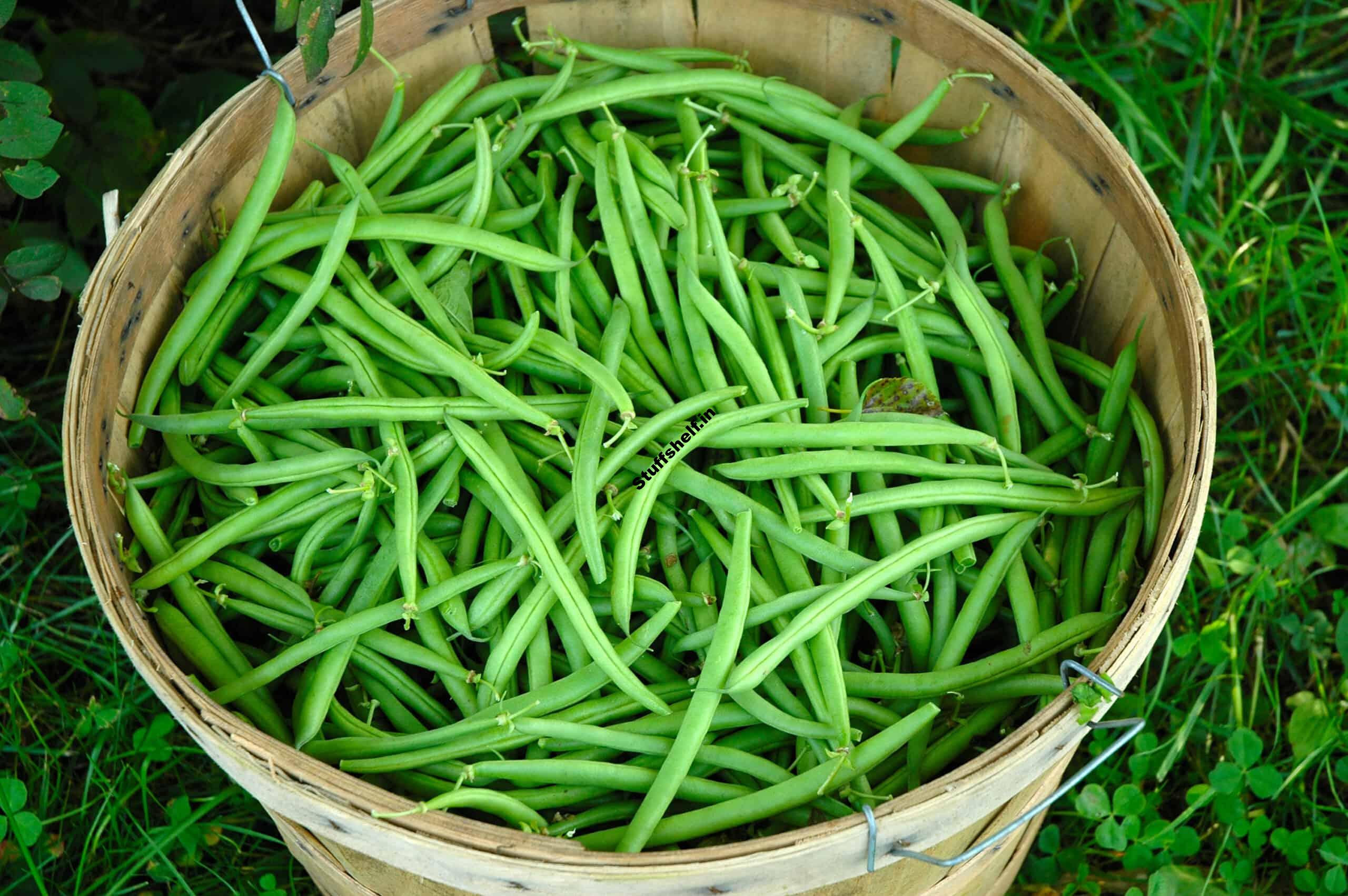 How to Harvest and Store Beans